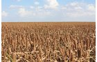 Property photo 4 - LAND AUCTION, 3255+/- Acres offered in 13 Tracts